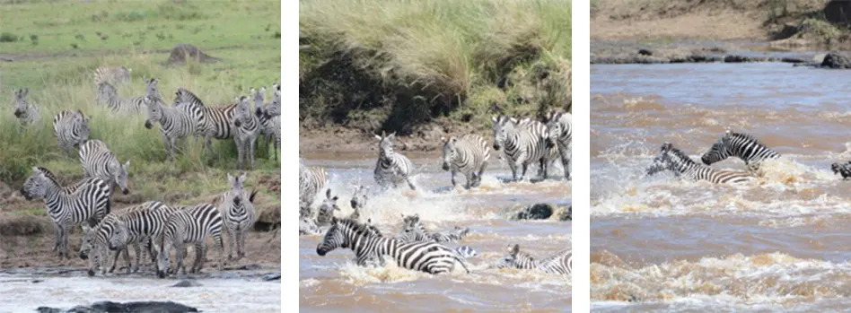 Zebra crossing