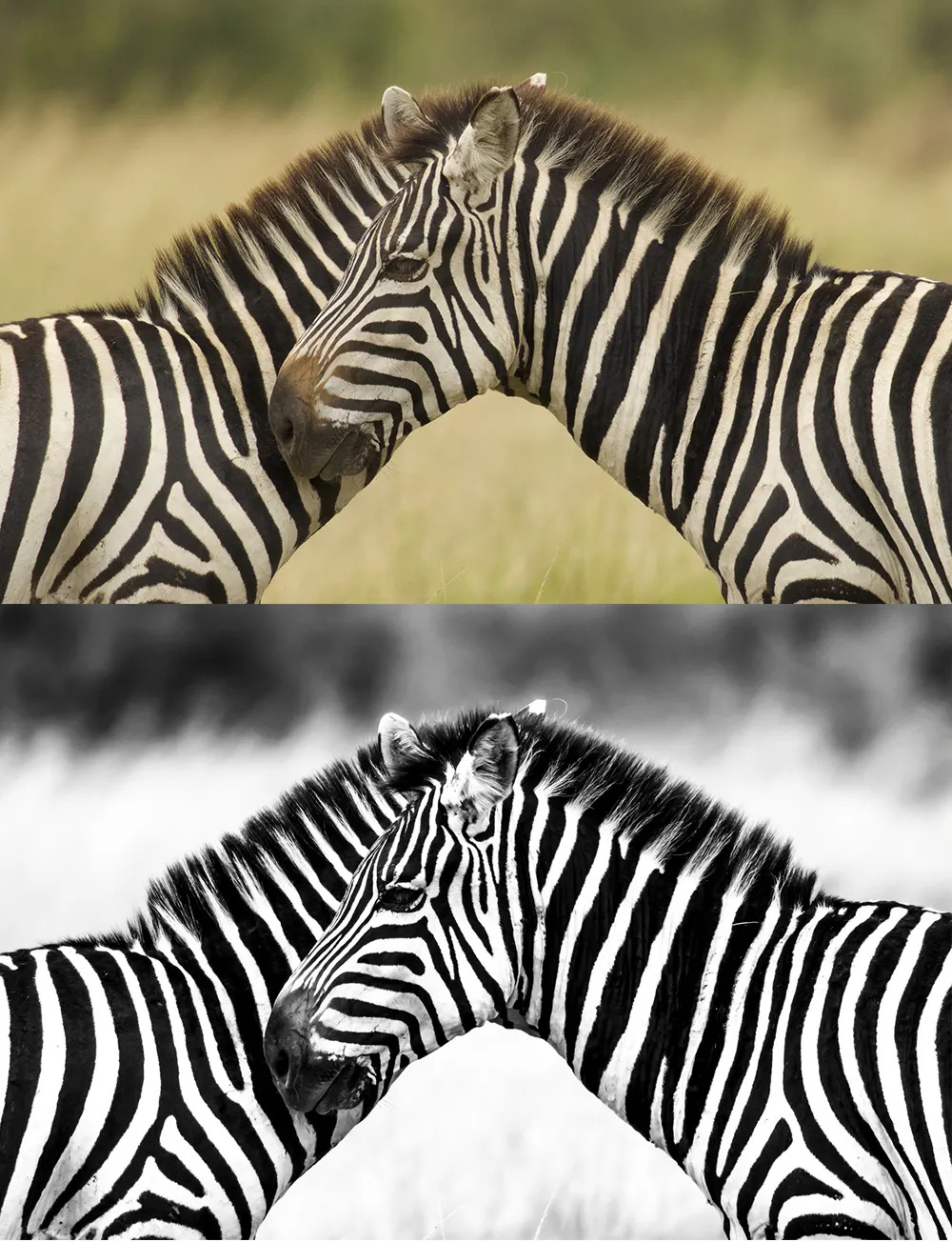 Zebras