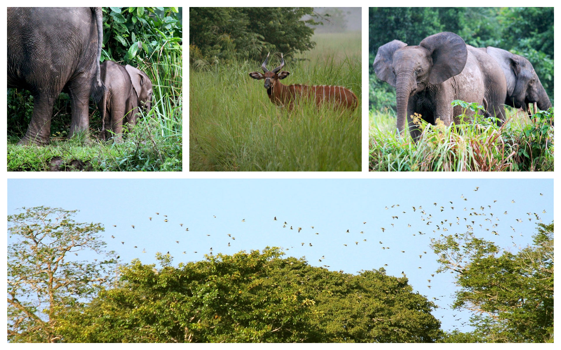 elephants-bongo-green-pigeons