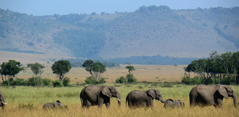 Landscape with elephant