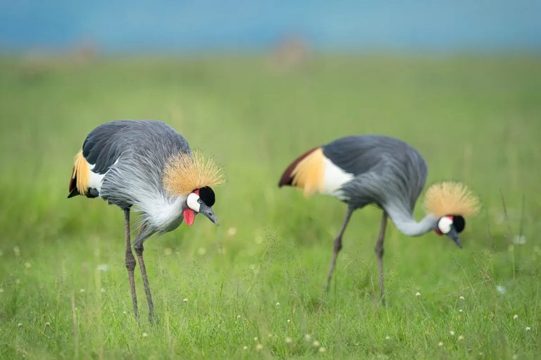 Grey Crowned Cranes