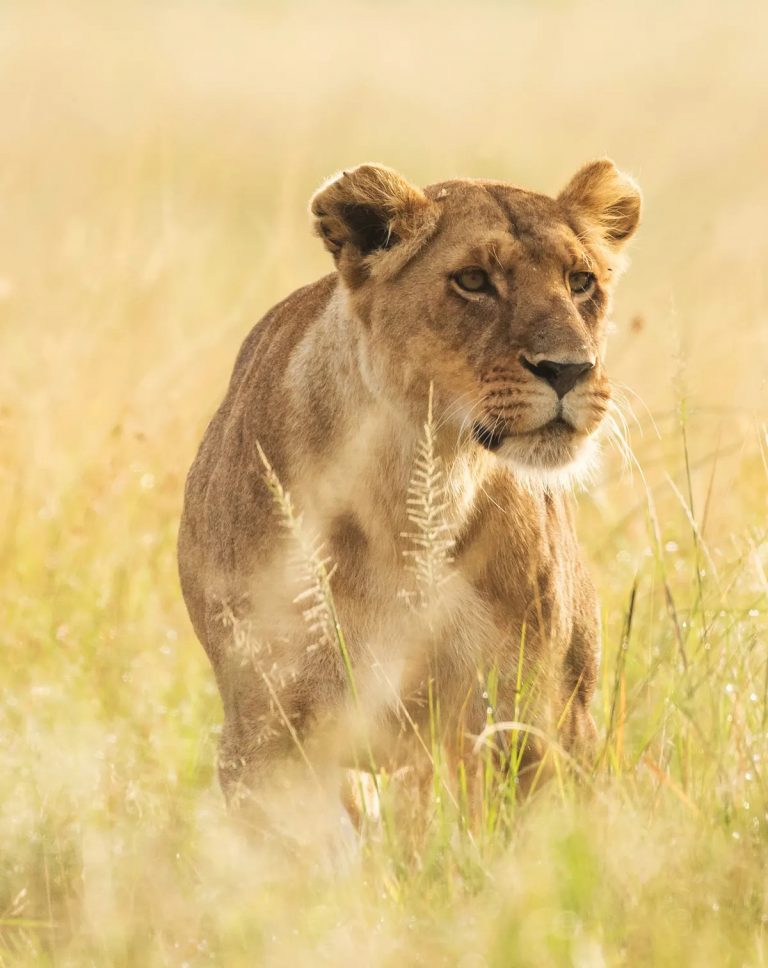 Lioness on the hunt