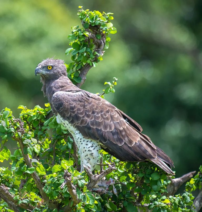 Martial Eagle