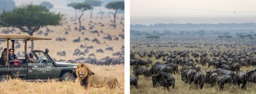 Safaris in the heart of the Mara Triangle, amongst the mega herds