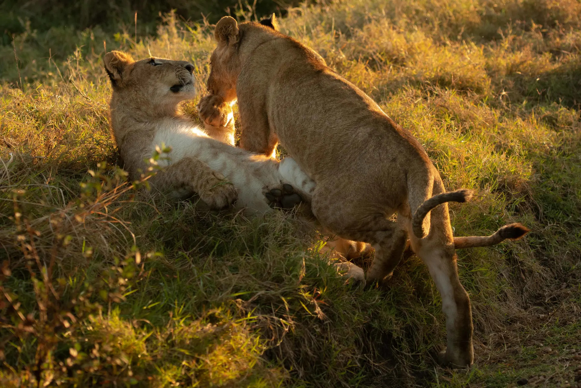 Marsh Breakaway pride