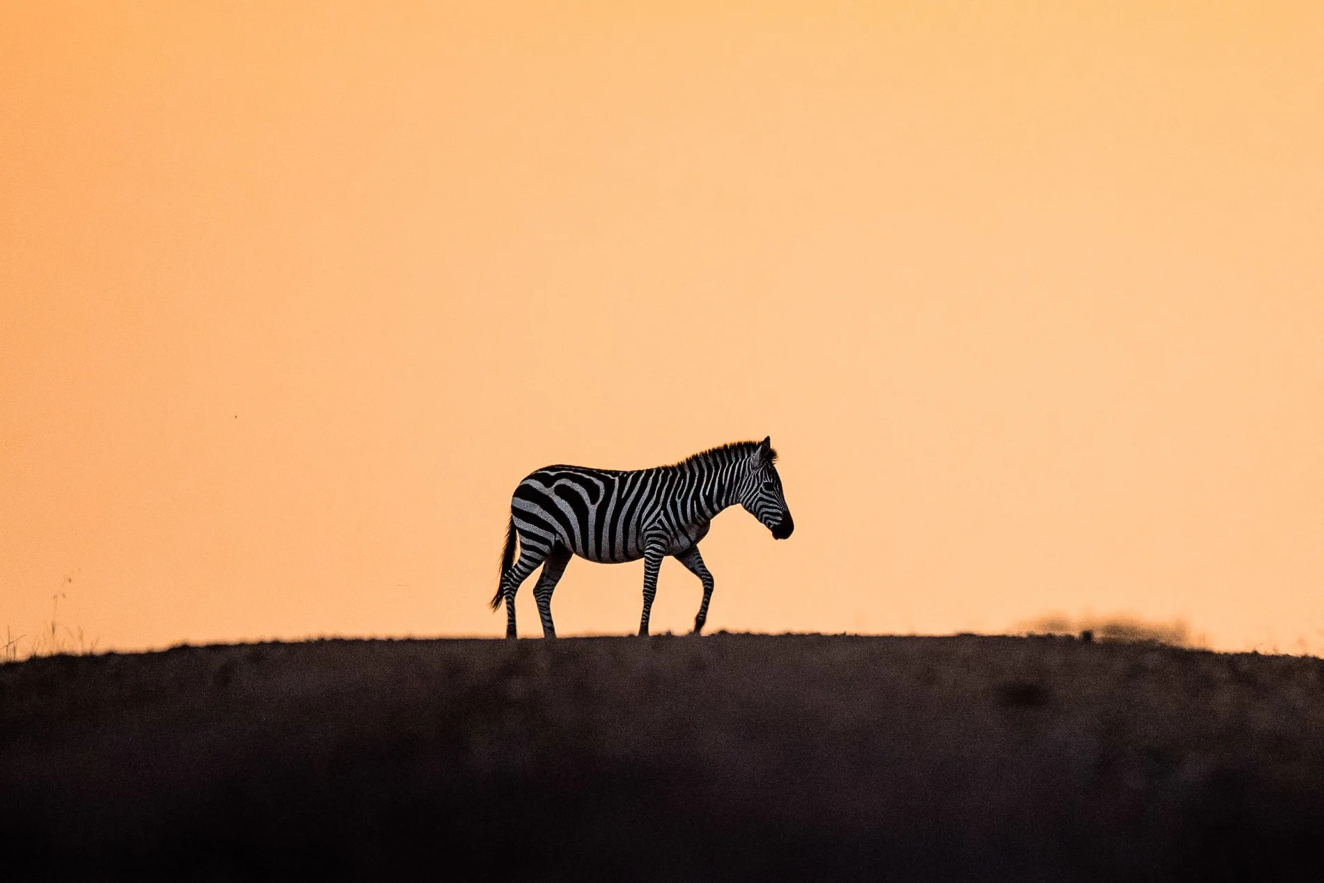Zebra sunset