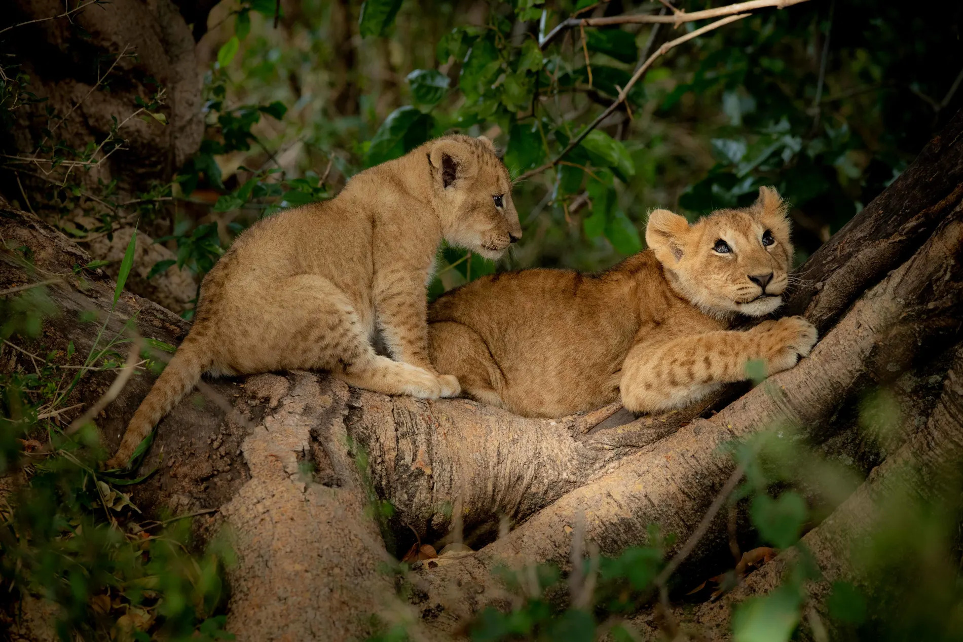 lion cubs up a fig tree