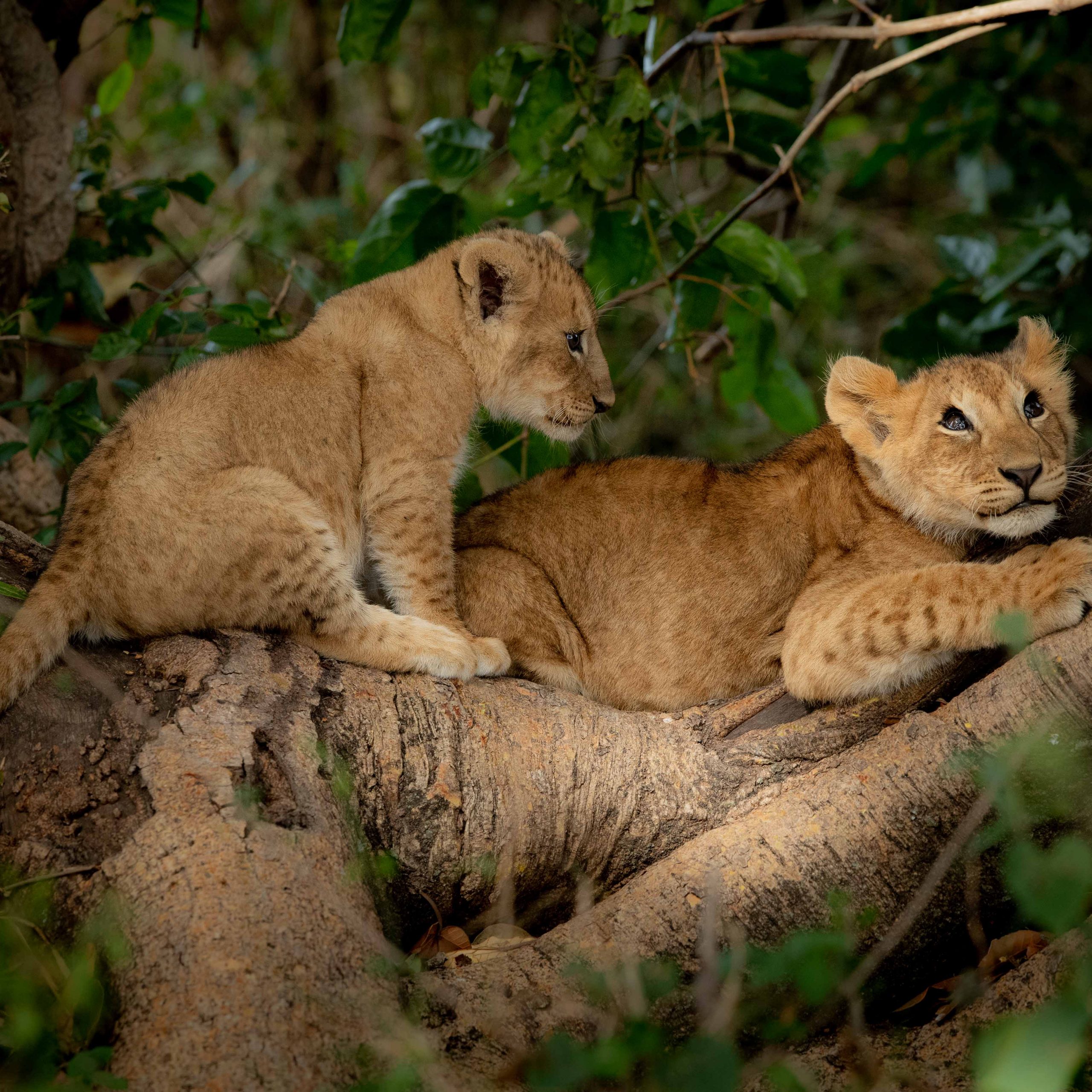 Cubs in tree