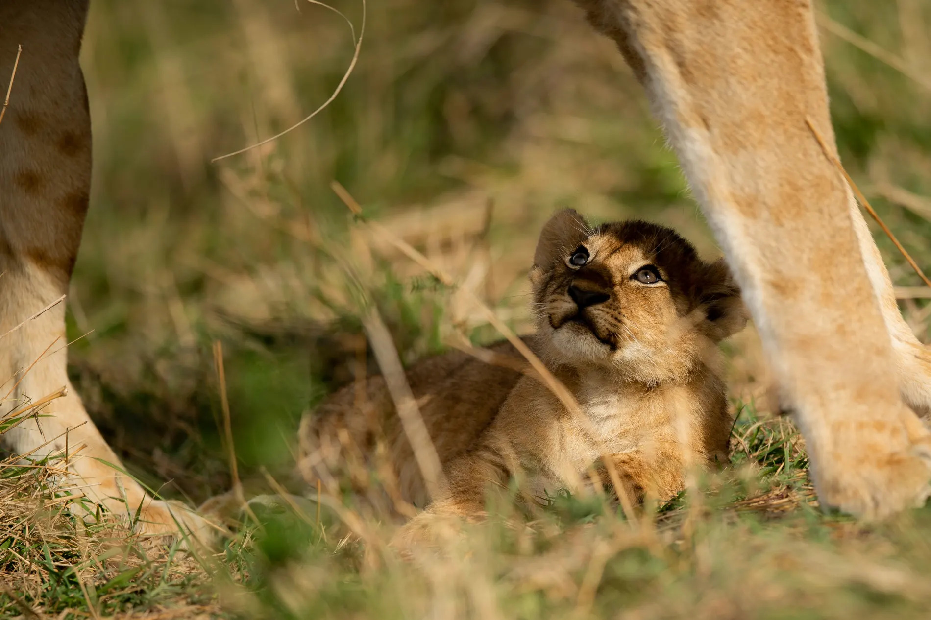 lion cub looking up