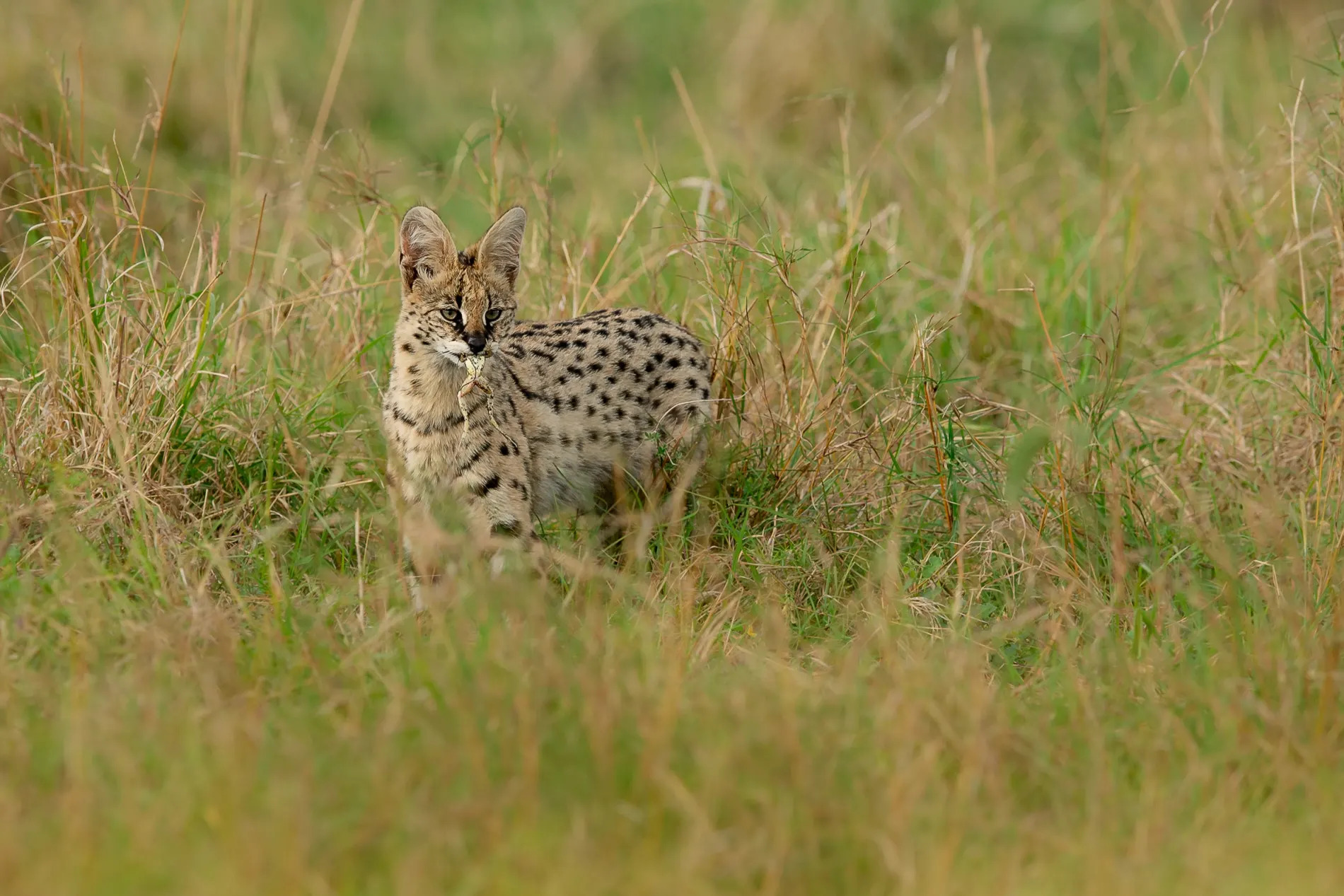 Serval cat with frog