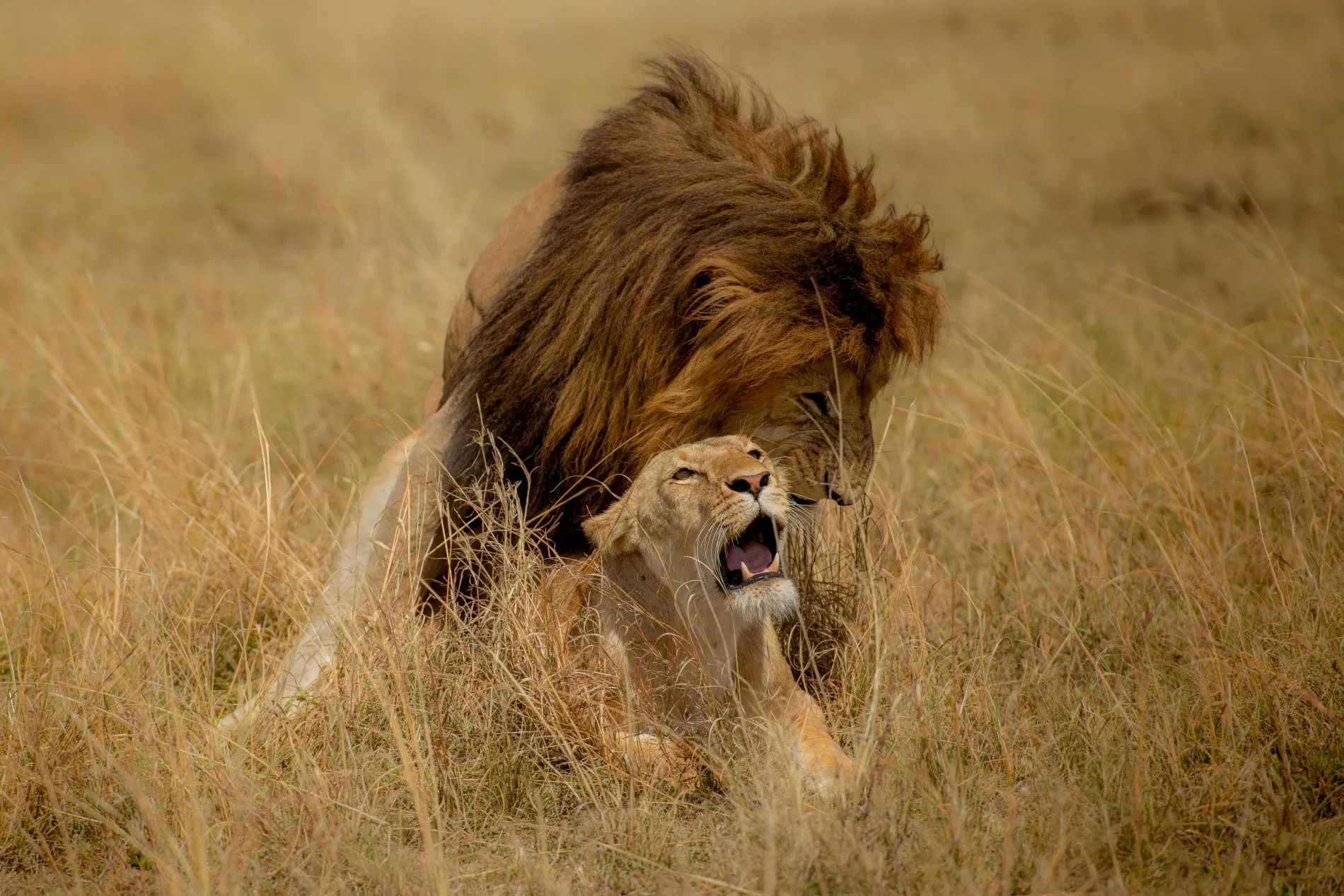 lions mating