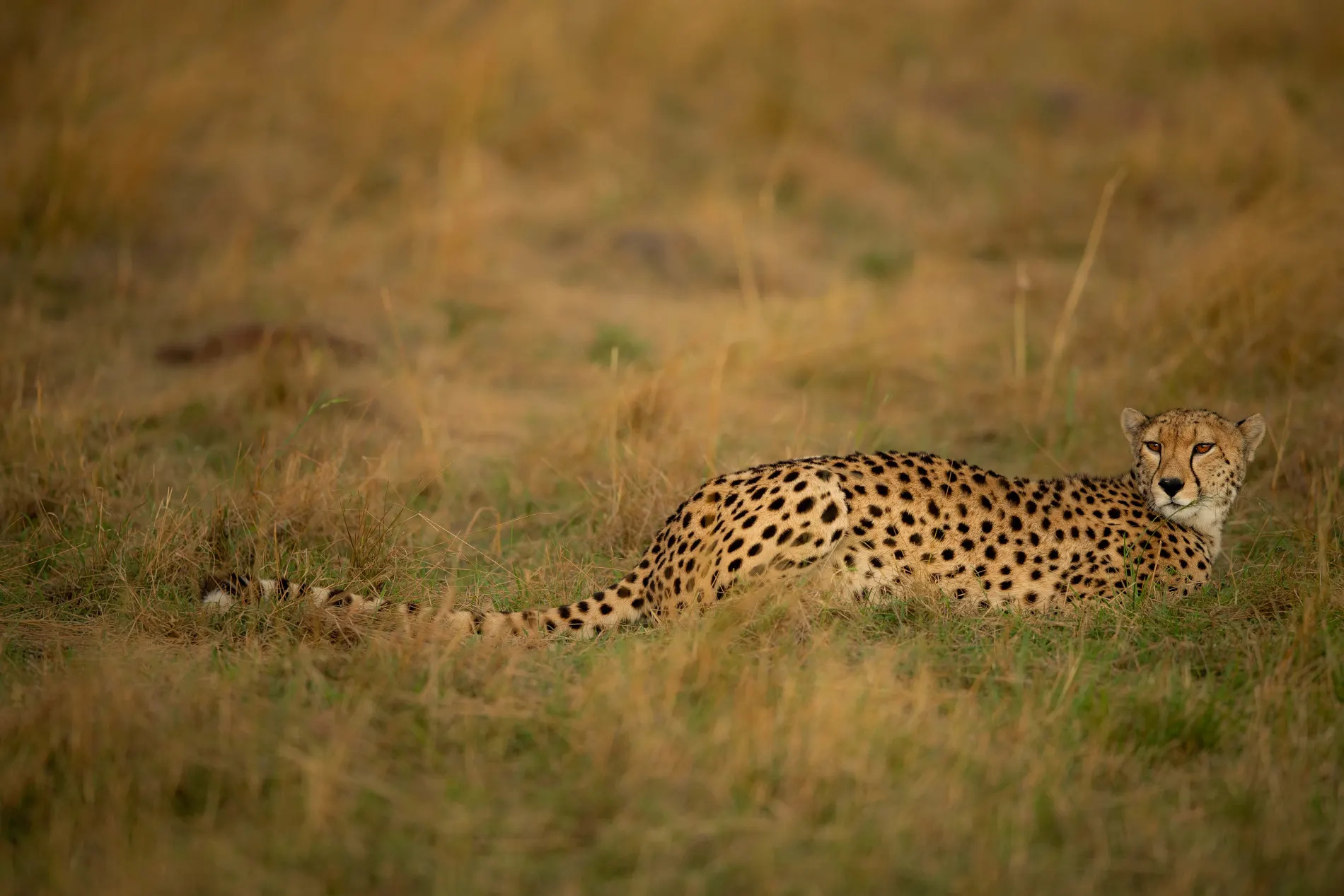 female cheetah