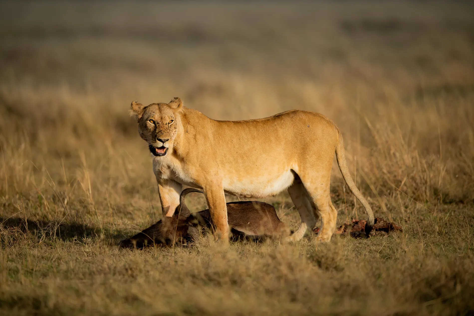 Marsh pride female over kill