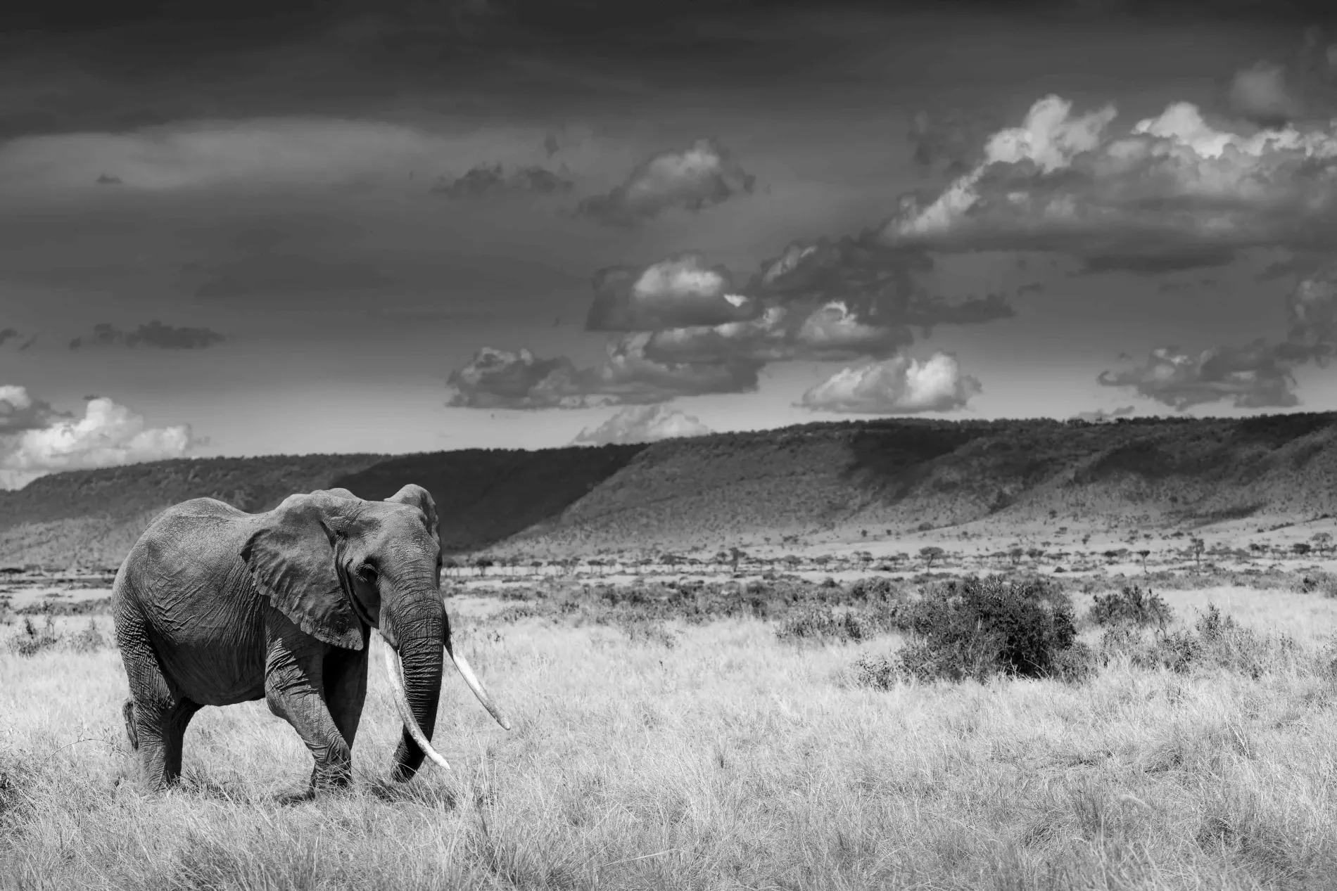 old lady elephant of the mara