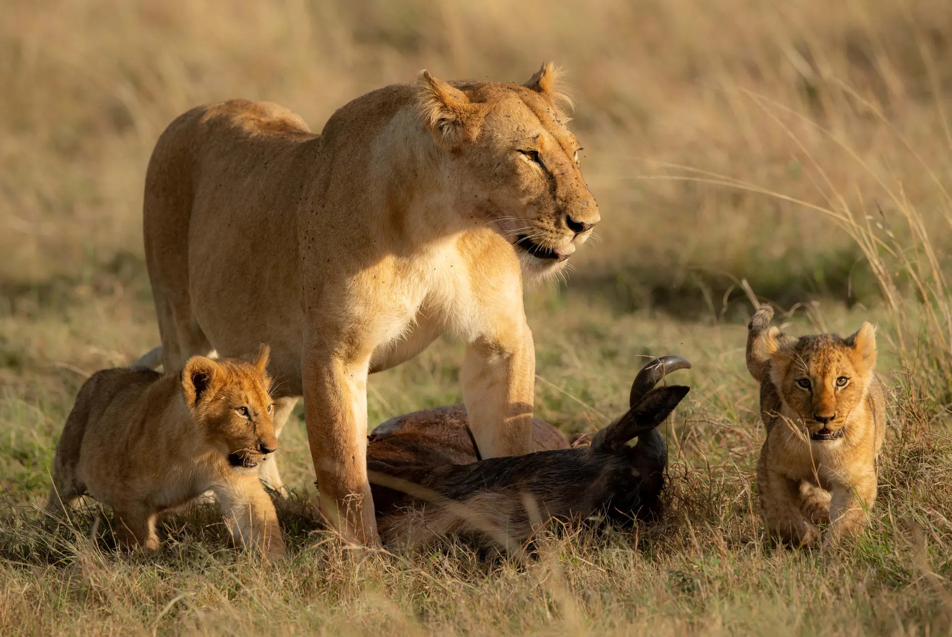 Cub Marsh pride female with cubs