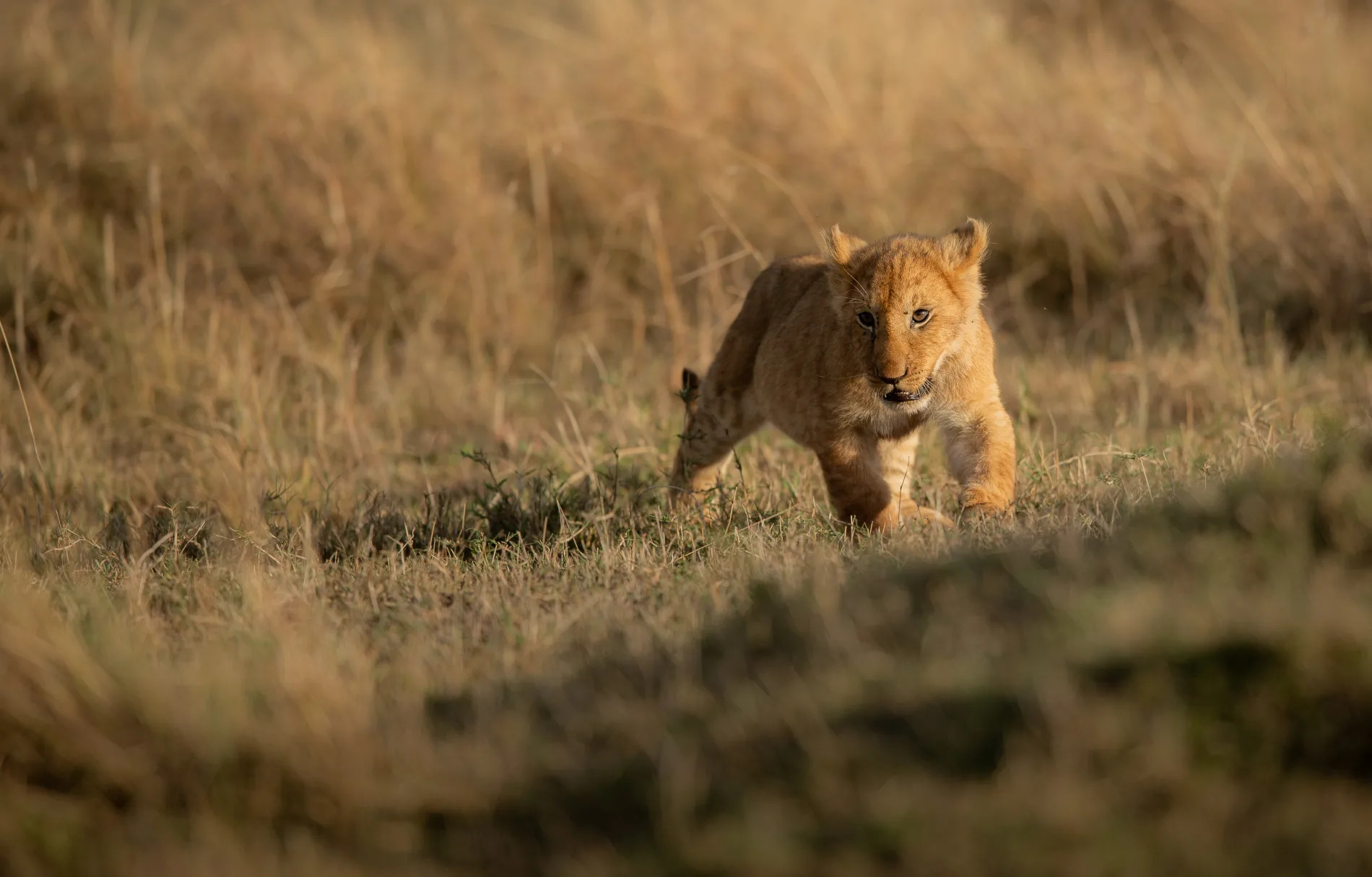 Cub over hill 