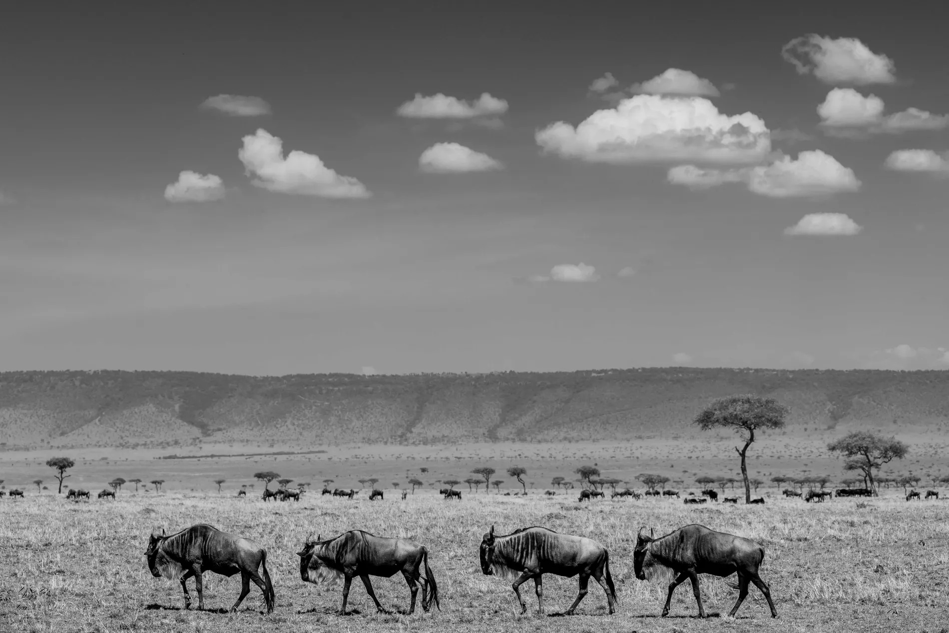 Wildebeest along escarpment