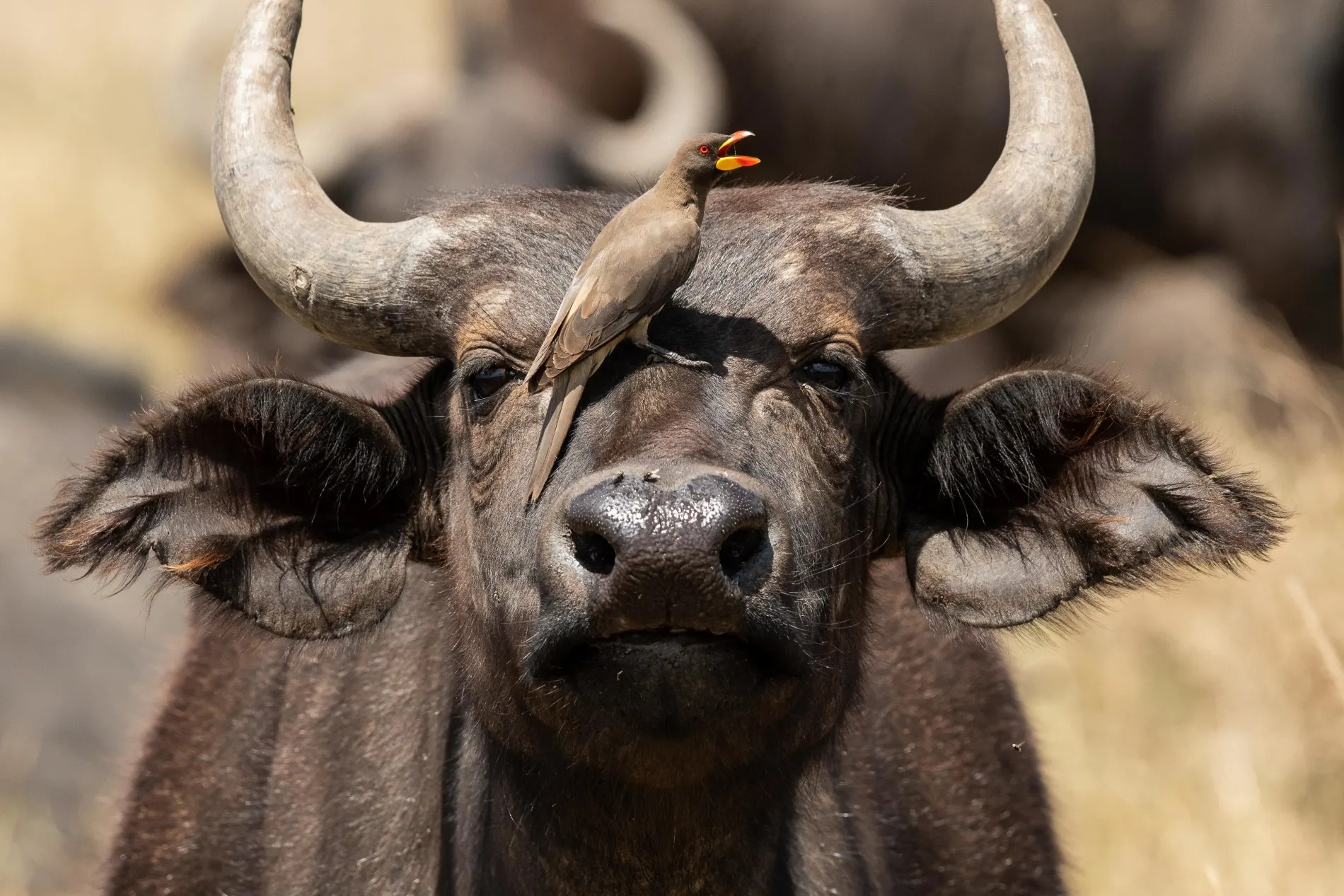 Buffalo with Oxpecker