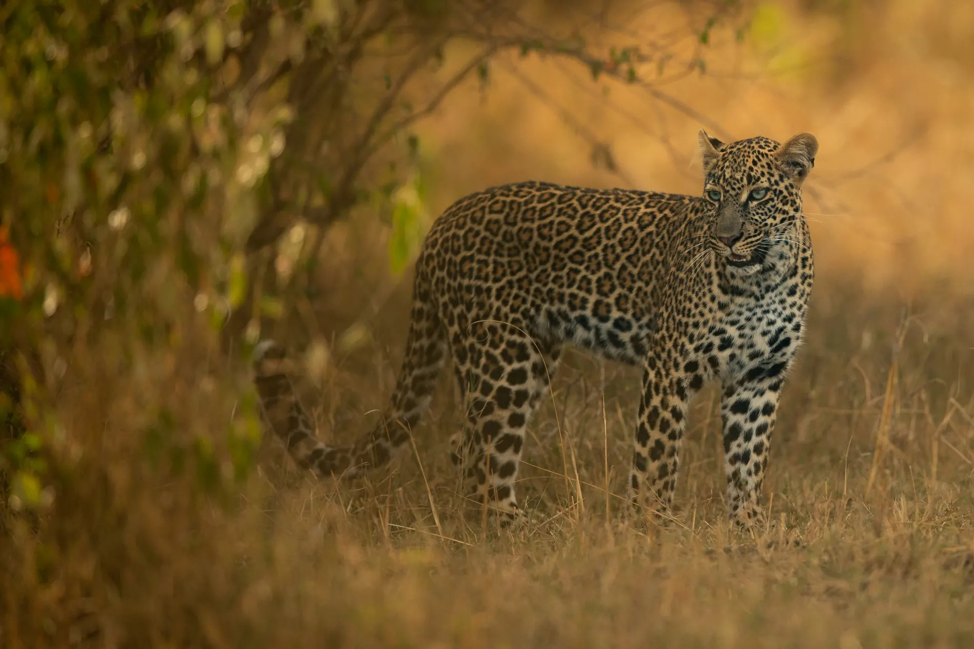 Gabosa young female