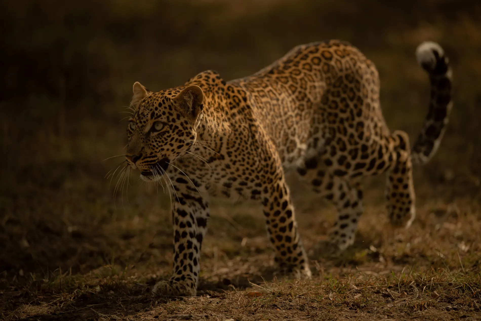 Gabosa young female walking