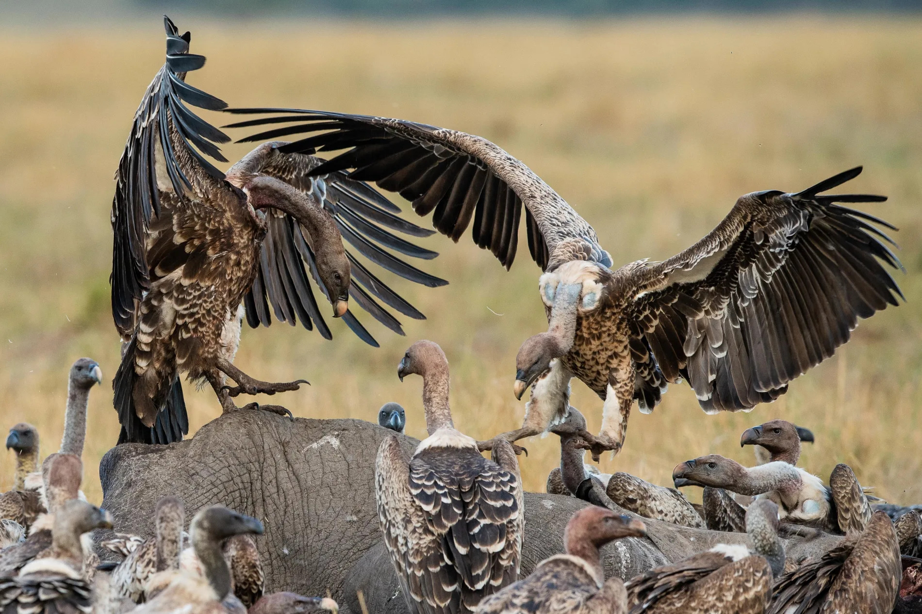 Male High stakes vultures