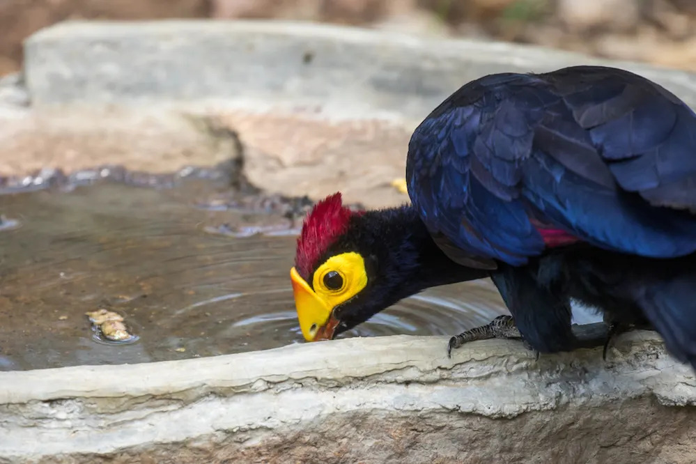 Ross's Turaco_Angama Mara