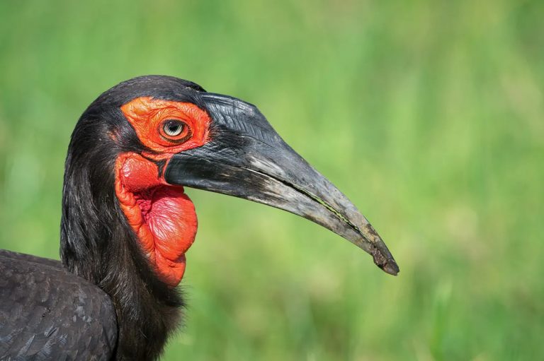 Southern Ground Hornbill