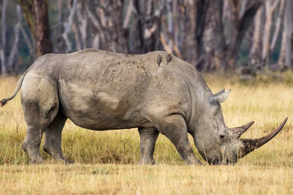 te Rhino at Lake Nakuru