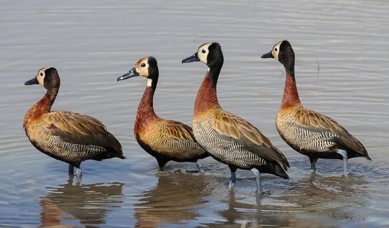 White Faced Whistling Duck