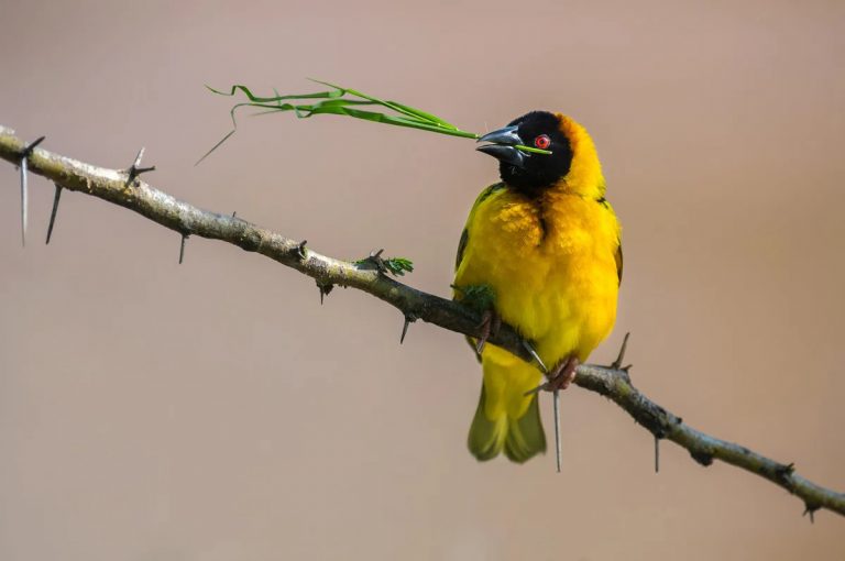 Village Weaver