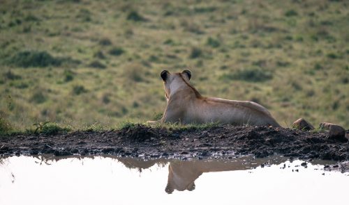 A lioness surveys the landscape from her vantage point