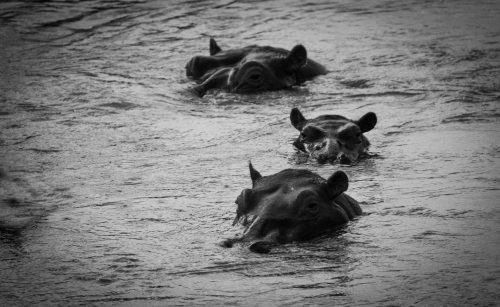 A trio of hippos soaks contentedly in the Mara River