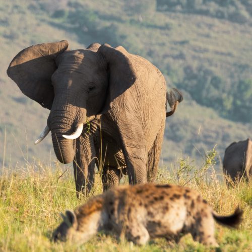 A cheeky hyena tests his luck with an irate elephant