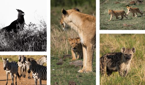 Birds of prey, predators and general game alike gave the delegates an abundance of wildlife content to film
