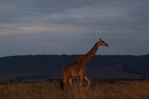 A giraffe’s lithe form emerges through the morning light