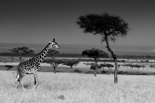 A Maasai giraffe strolls across the Mara plains - Sammy Komu