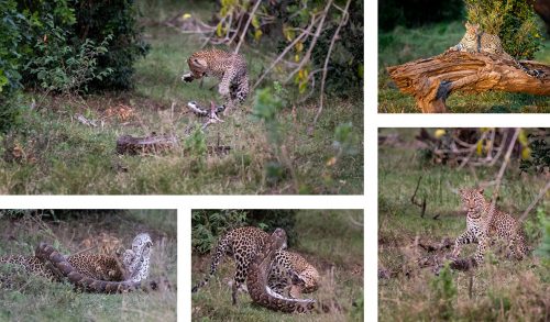 A python and leopard fight to the end in an incredible sighting in 2019