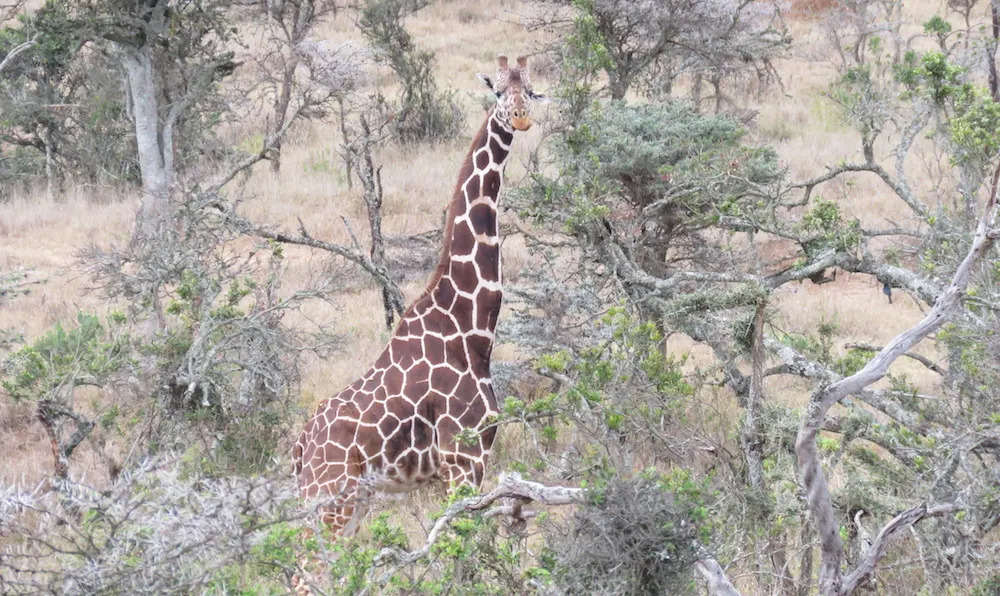 reticulated-giraffe