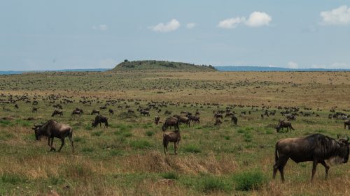 Wildebeest numbers continue to fluctuate, with record numbers appearing shortly after a lull