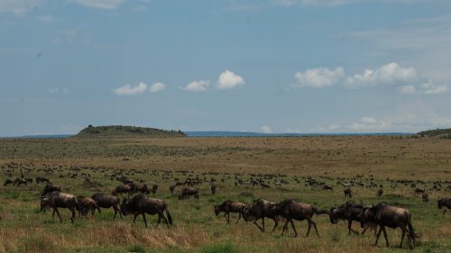 Scenes like this, with thousands of wildebeest, are slowly diminishing