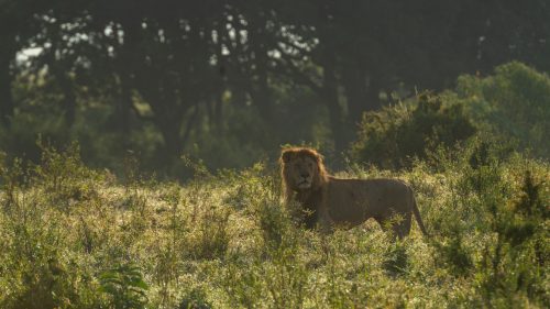 A male lion emerges from a thicket in the early morning glow