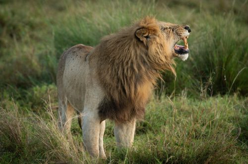 The flehmen response gives the impression that Bob Marley just heard a very funny joke