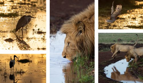 Puddles of water scattered across the Mara after the recent rains