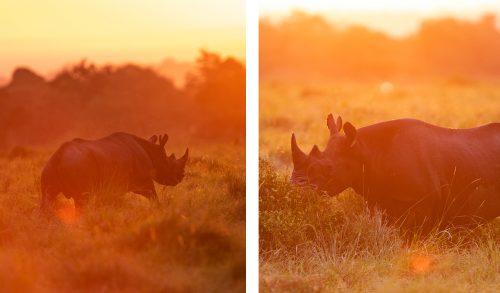 A solitary black rhino browses in the early morning light