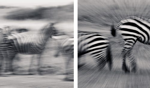 A slow shutter speed emphasises a zebra's streaks and stripes