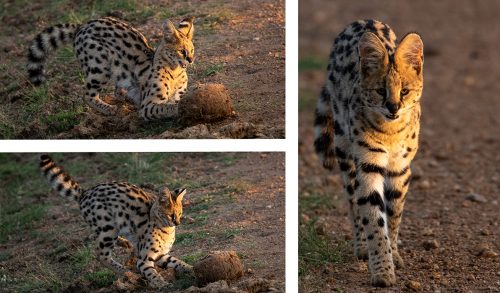 A serval entertains us as she plays with a piece of dung -  Tyler Davis