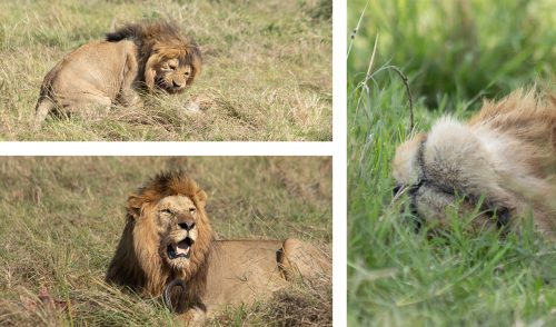 All in a day’s work…one of the Inselberg males had a satisfying day on all fronts