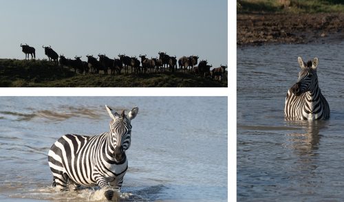 Few zebra and wildebeest remain in the Triangle after the departure of the mega herds