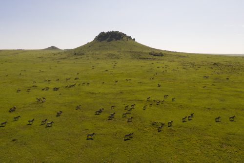 Herds of zebra continue to slowly move south across the border into the Serengeti
