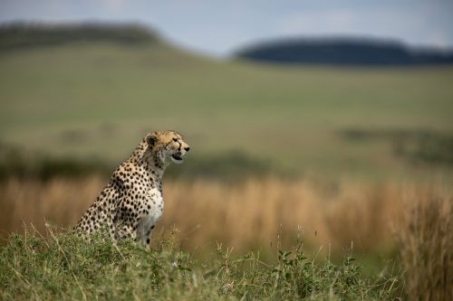 A pregnant female cheetah moves slowly across the grasslands
